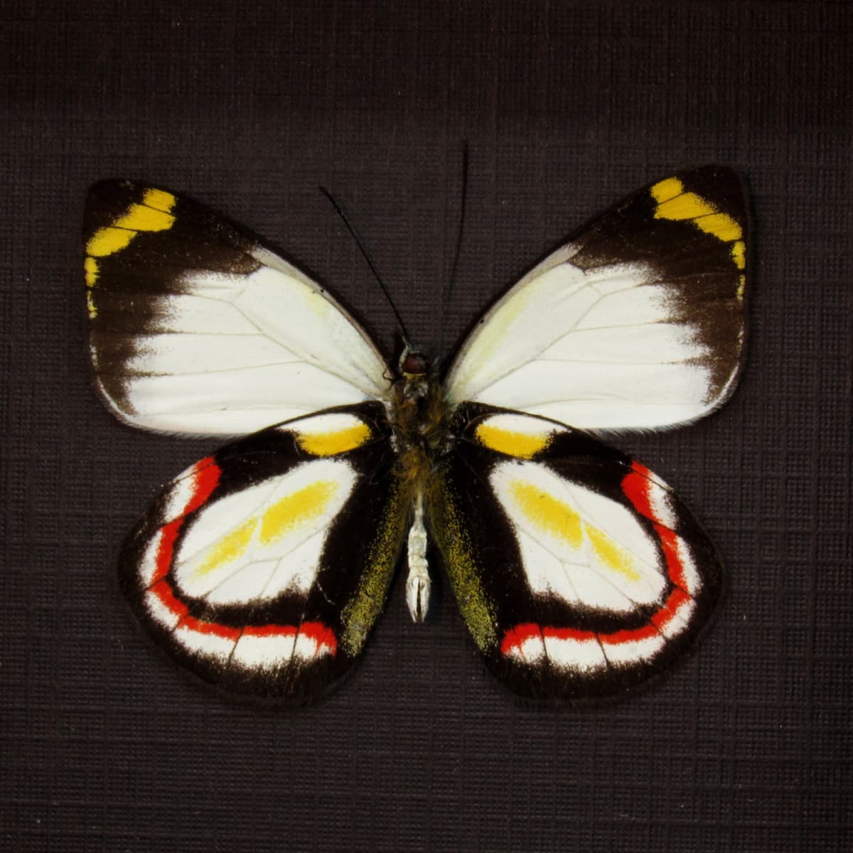 Rare Delias butterfly framed taxidermy - Delias bakeri - female