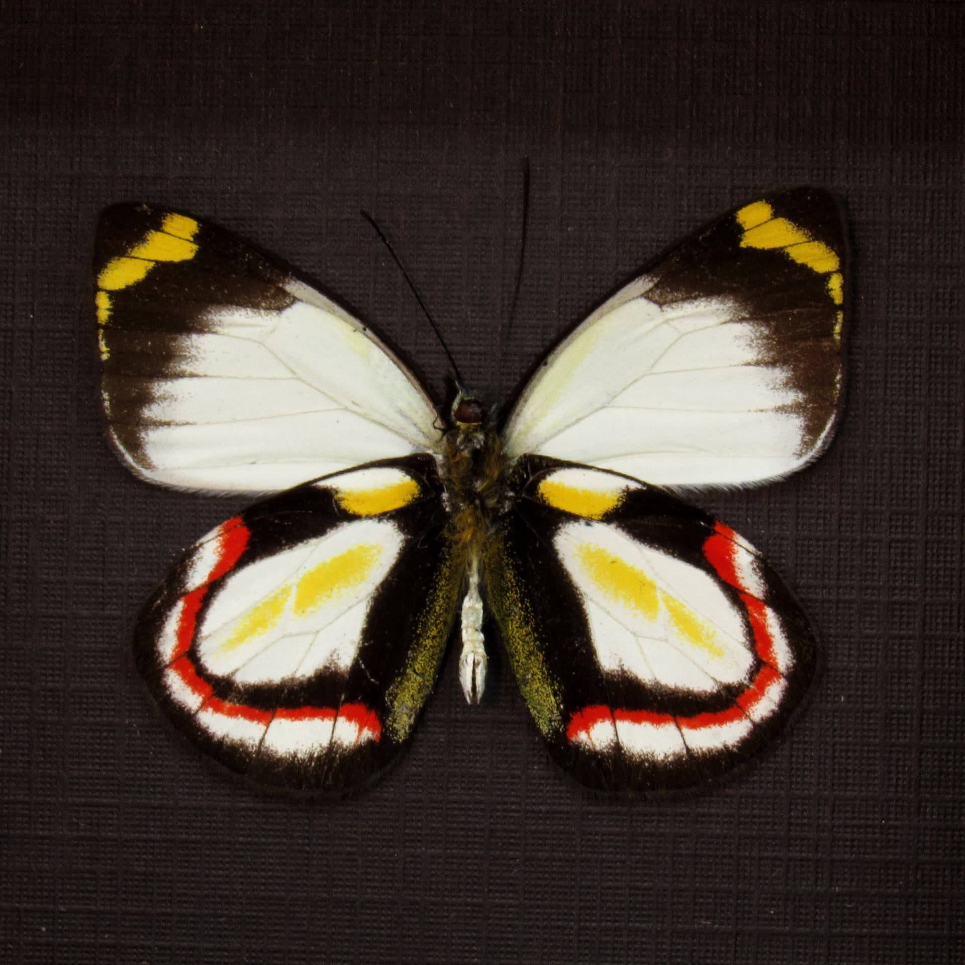 Rare Delias butterfly framed taxidermy - Delias bakeri - female
