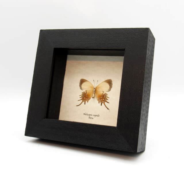 Real metallic gold butterfly framed taxidermy - Helicopis cupido - female