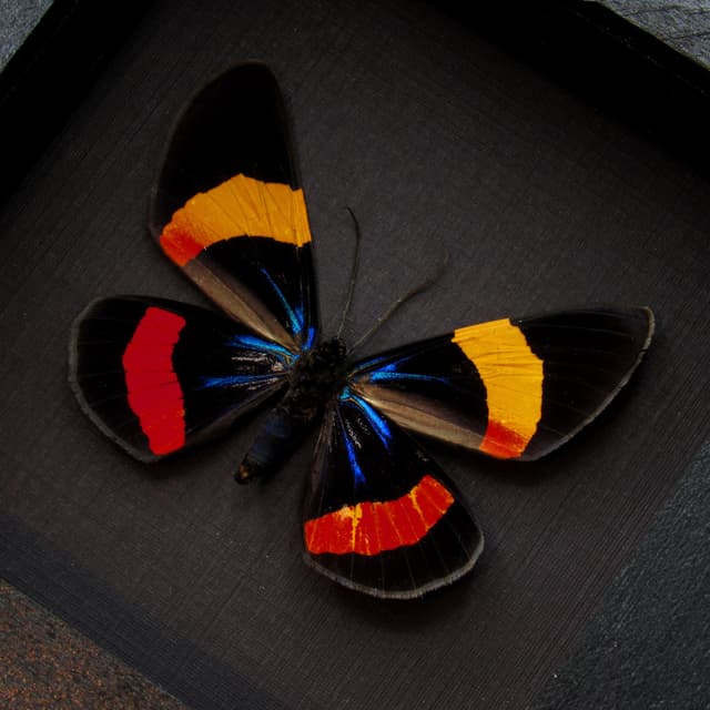 Real red day flying moth framed taxidermy - Milionia drucei - large female