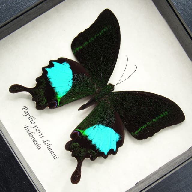 Real Peacock Swallowtail butterfly framed taxidermy - Papilio paris dehaani - rare subspecies