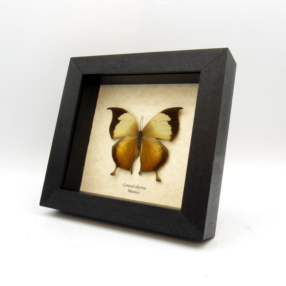 Rare butterfly framed taxidermy - Consul electra