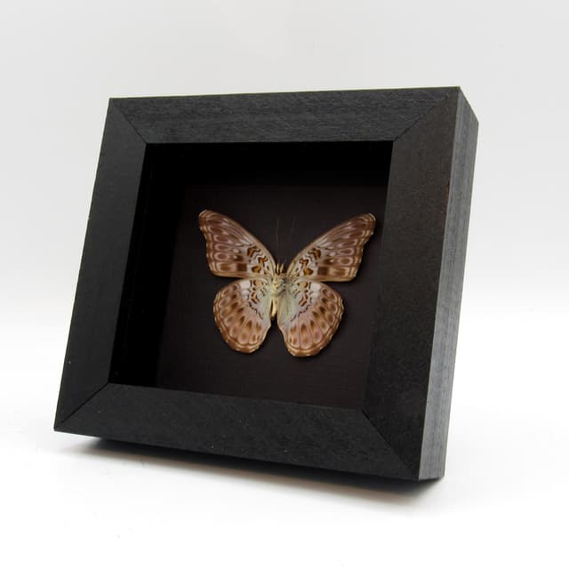 Real lavender butterfly framed taxidermy - Moduza lycone kojimai