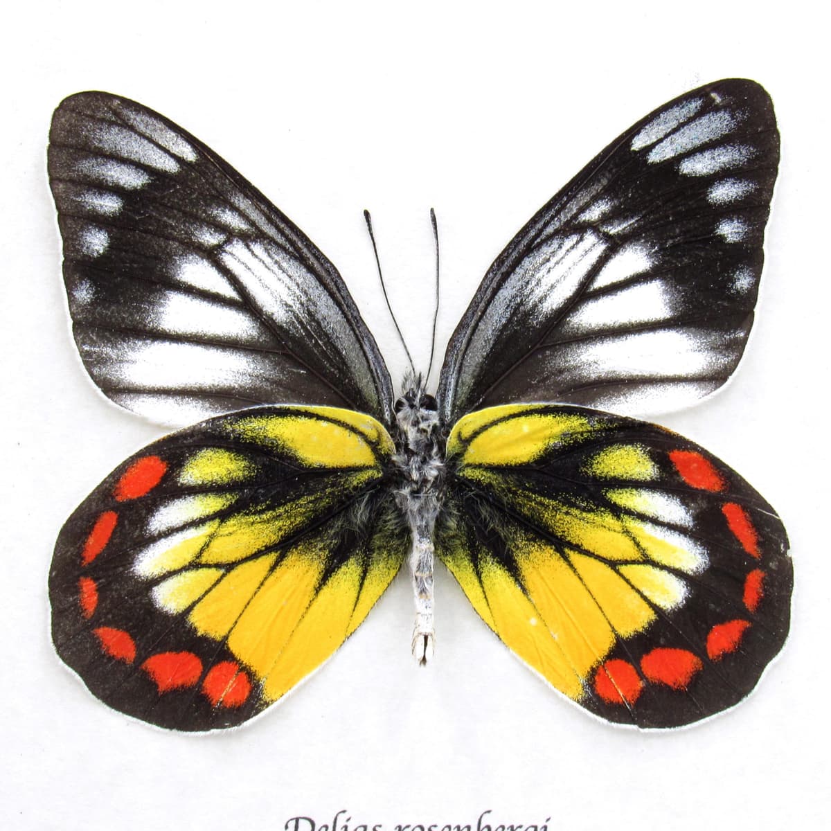 Rare Delias butterfly framed taxidermy - Delias rosenbergi