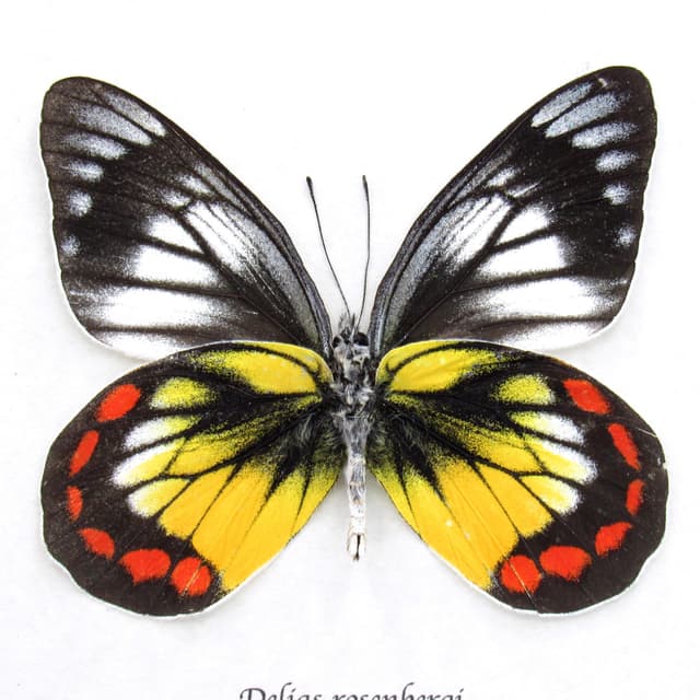 Rare Delias butterfly framed taxidermy - Delias rosenbergi