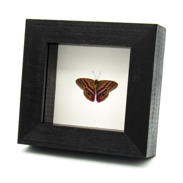 Rare magenta Metalmark butterfly framed taxidermy - Euselasia orba - Victorian mount