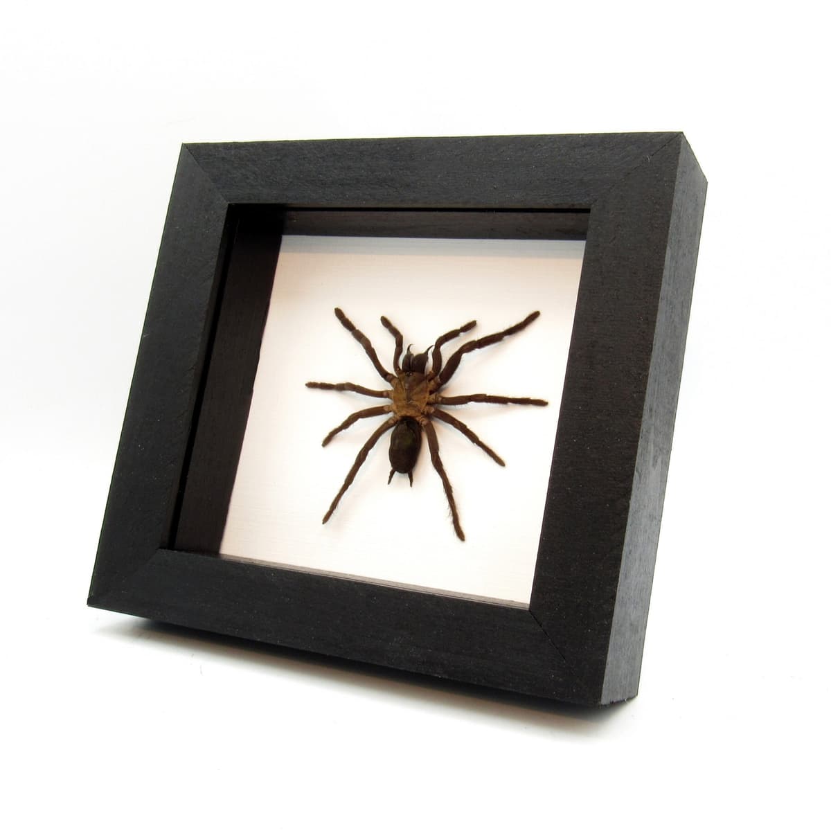 Real New Guinea Black Fury Tarantula spider framed taxidermy - Orphnaecus dichromatus