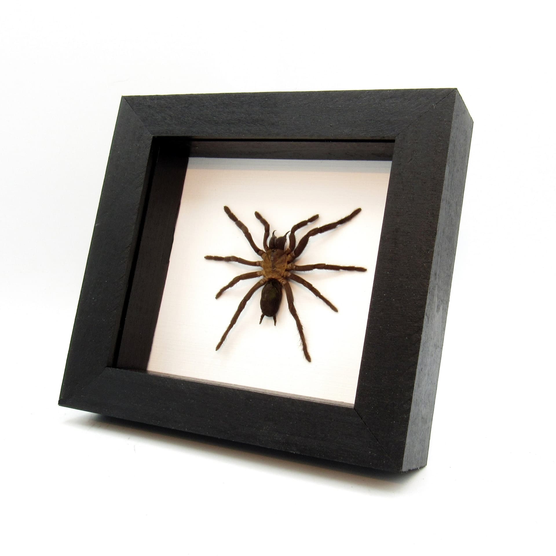 Real New Guinea Black Fury Tarantula spider framed taxidermy - Orphnaecus dichromatus