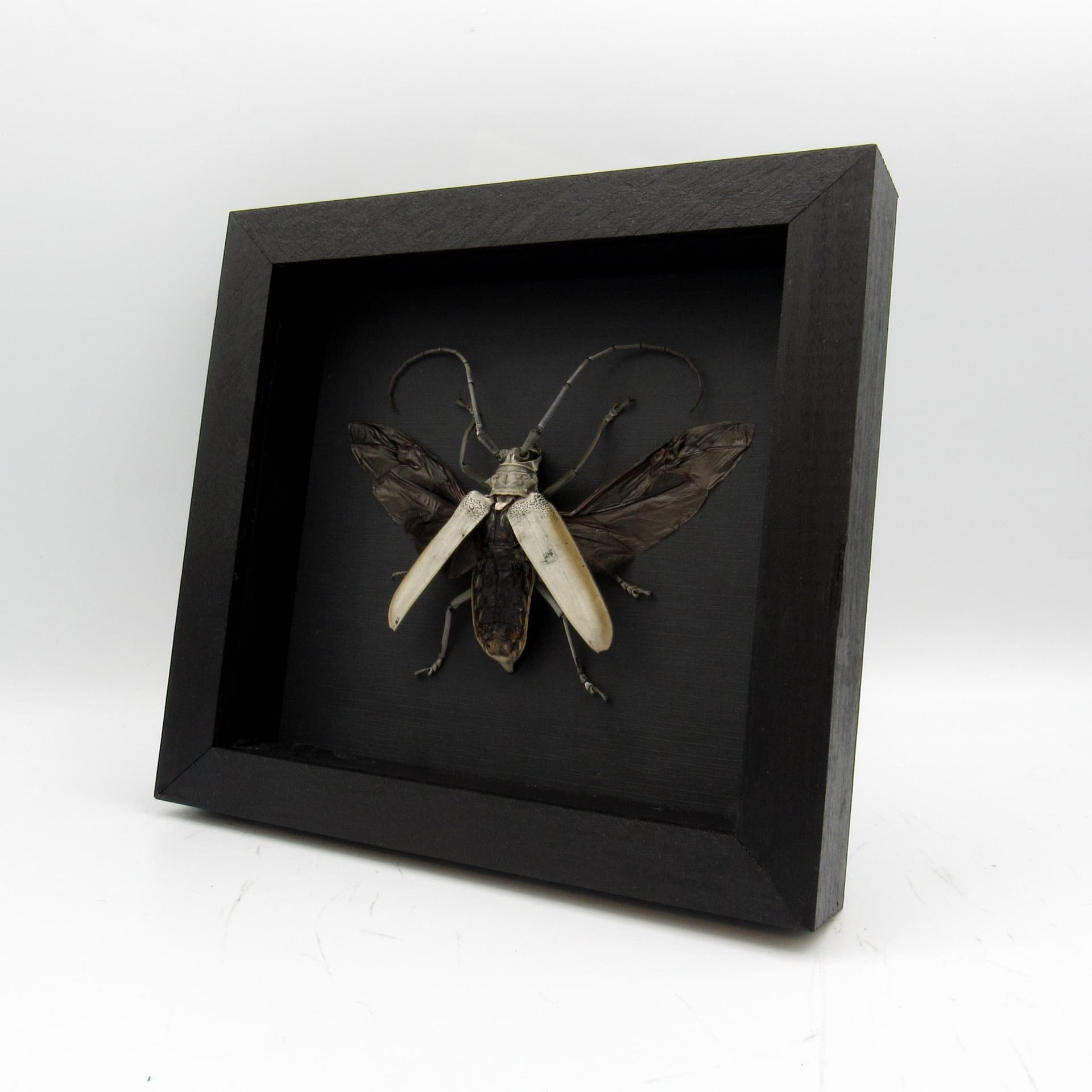 Rare XL Long Horn beetle framed taxidermy - Batocera hercules