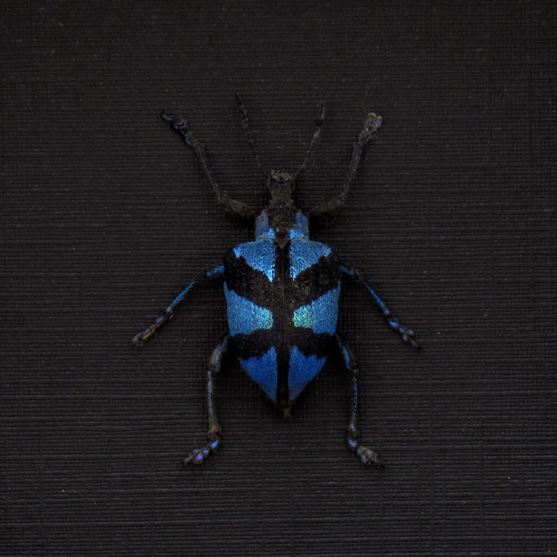 Rare blue metallic weevil framed taxidermy - Polytelis decussatus