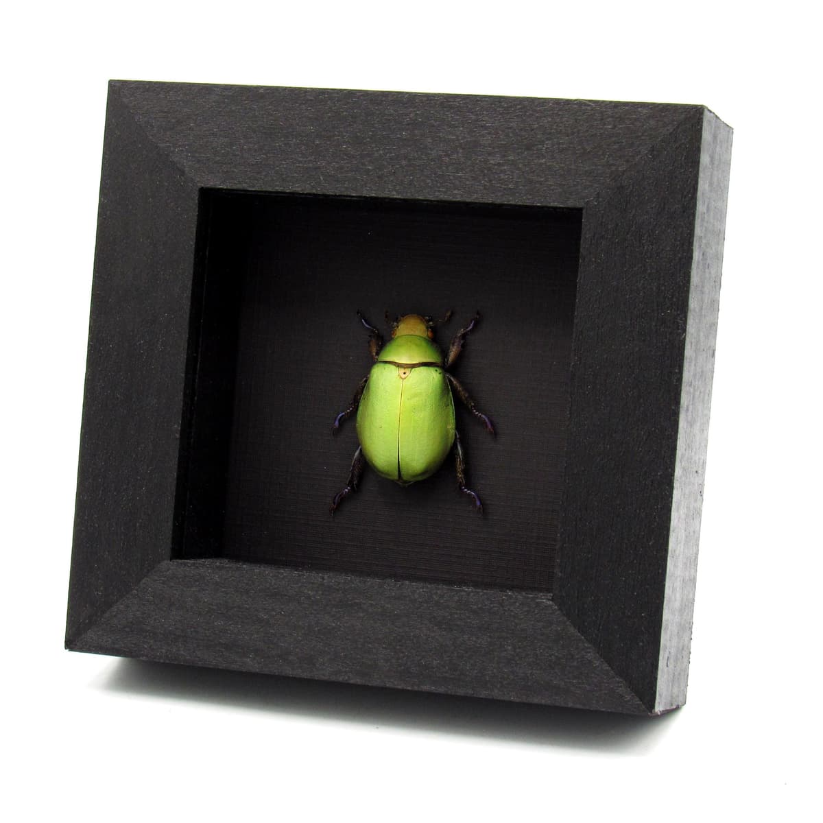 Real Rainbow legged Scarab beetle framed taxidermy - Chrysina adolphi - female