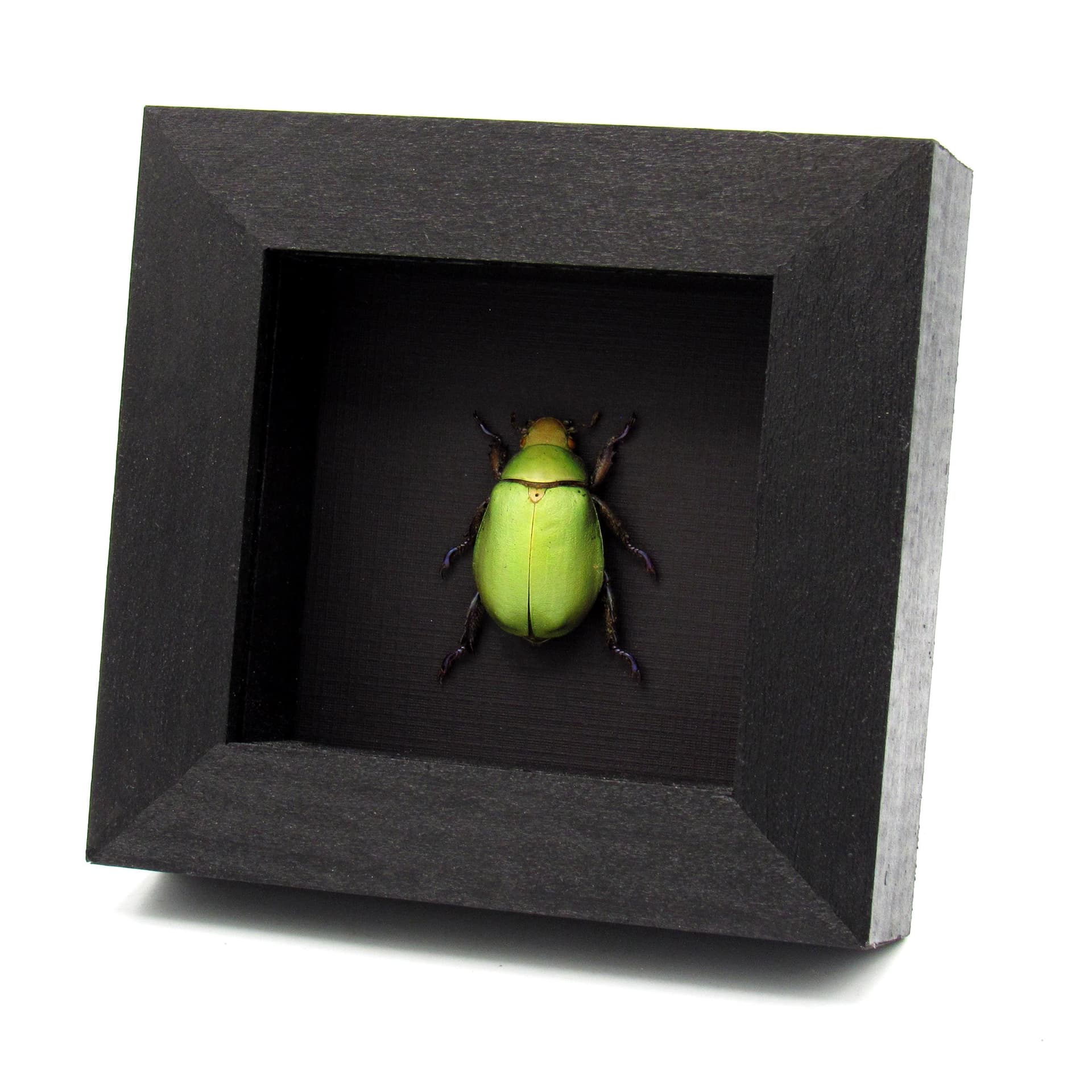 Real Rainbow legged Scarab beetle framed taxidermy - Chrysina adolphi - female