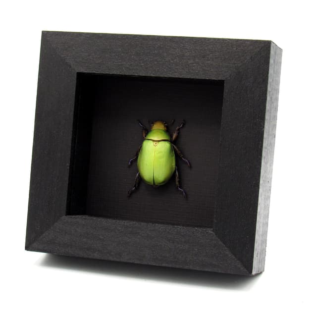 Real Rainbow legged Scarab beetle framed taxidermy - Chrysina adolphi - female
