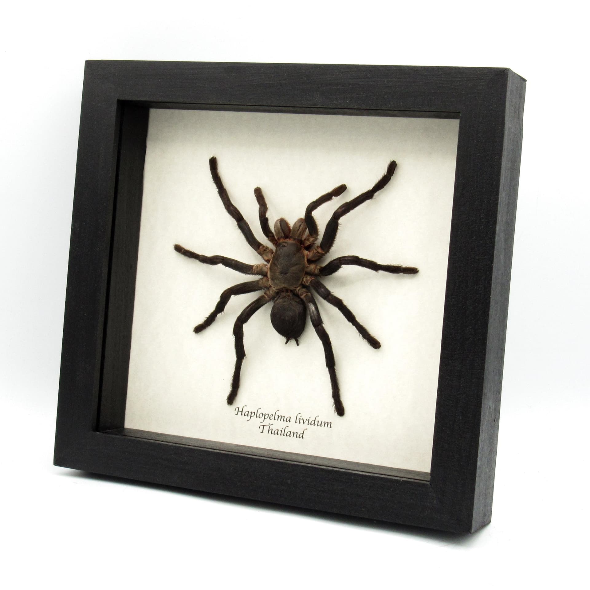 Real Cobalt Blue tarantula framed taxidermy - Haplopelma lividum - large female