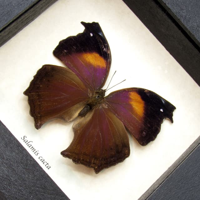 Real Lilac Mother of Pearl butterfly framed taxidermy - Salamis cacta - large female