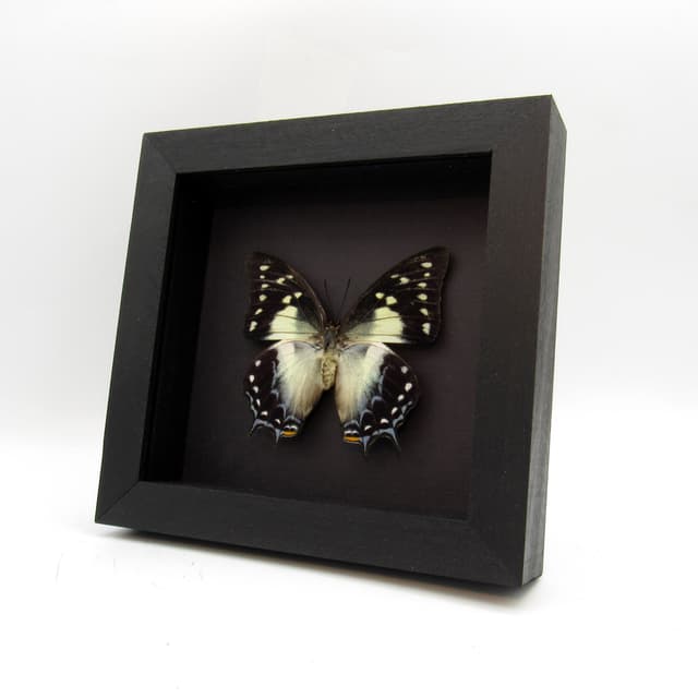 Real butterfly framed taxidermy - Polyura pyrrhus - large female