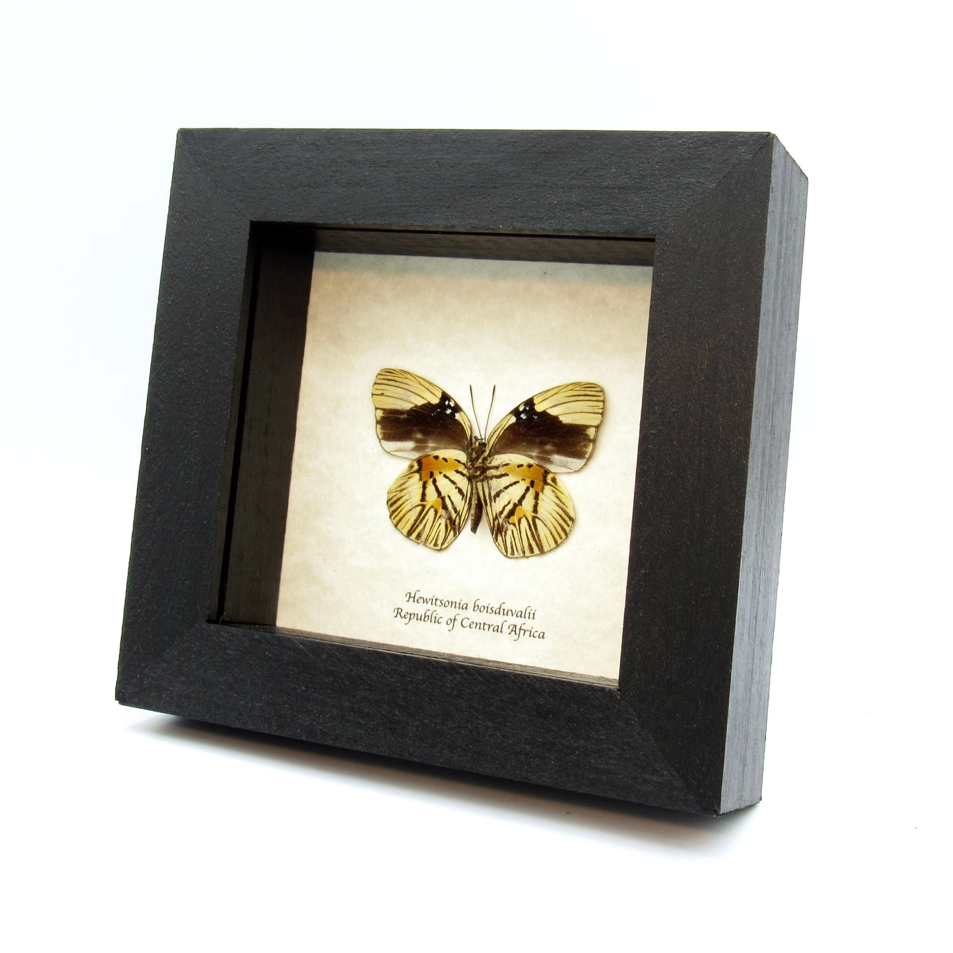 Rare Tiger butterfly framed taxidermy - Hewitsonia boisduvalii