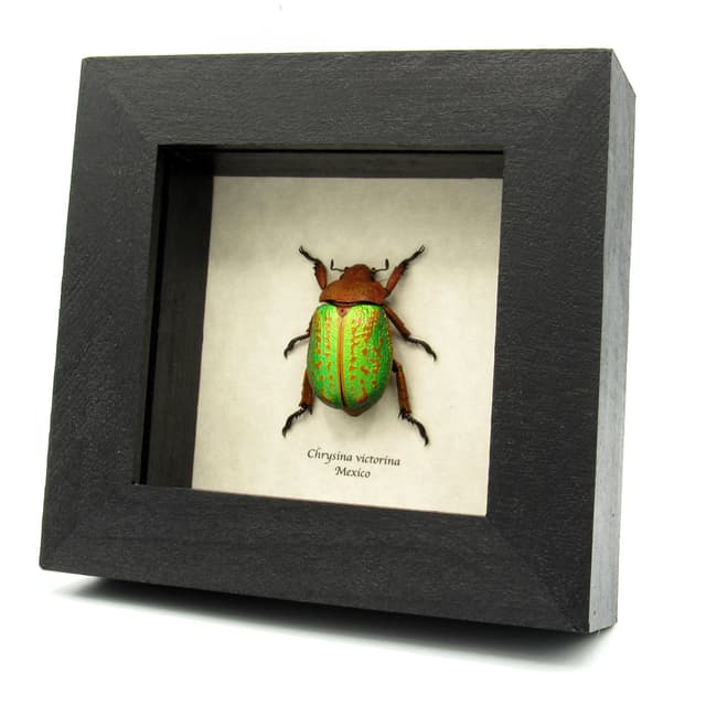 Large Jewel Scarab beetle framed taxidermy - Chrysina victorina