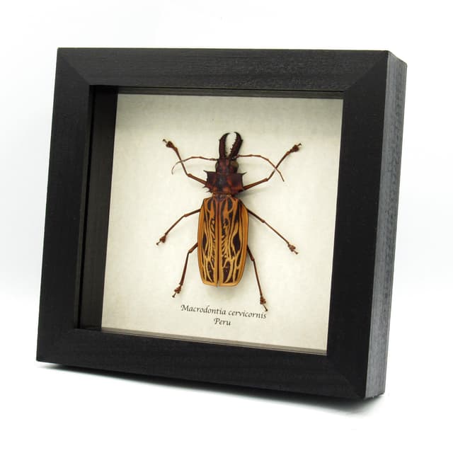 Real large beetle framed taxidermy - Macrodontia cervicornis