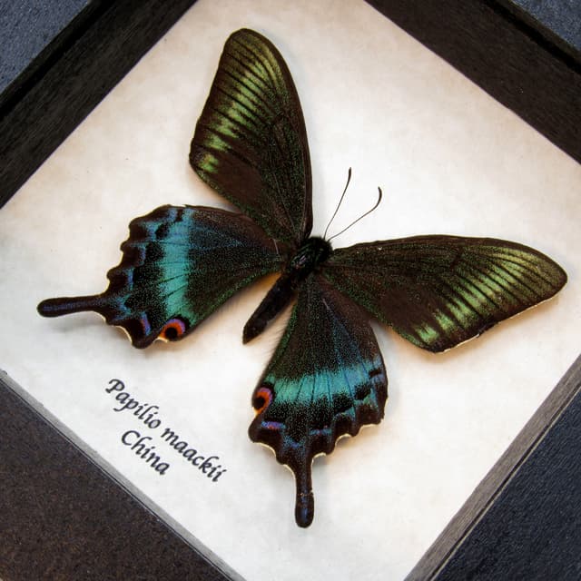 Real Alpine Black Swallowtail framed taxidermy - Papilio maackii