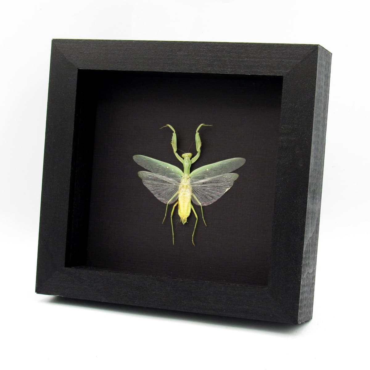 Real large Praying Mantis framed taxidermy - Hierodula patellifera