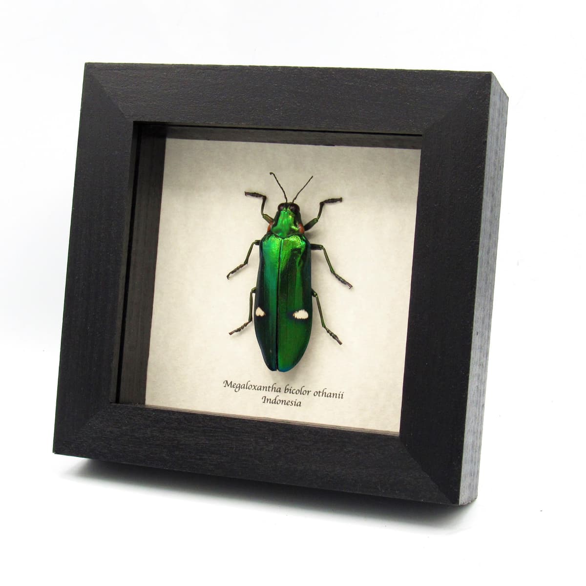 Real metallic green beetle framed taxidermy - Megaloxantha bicolor othanii