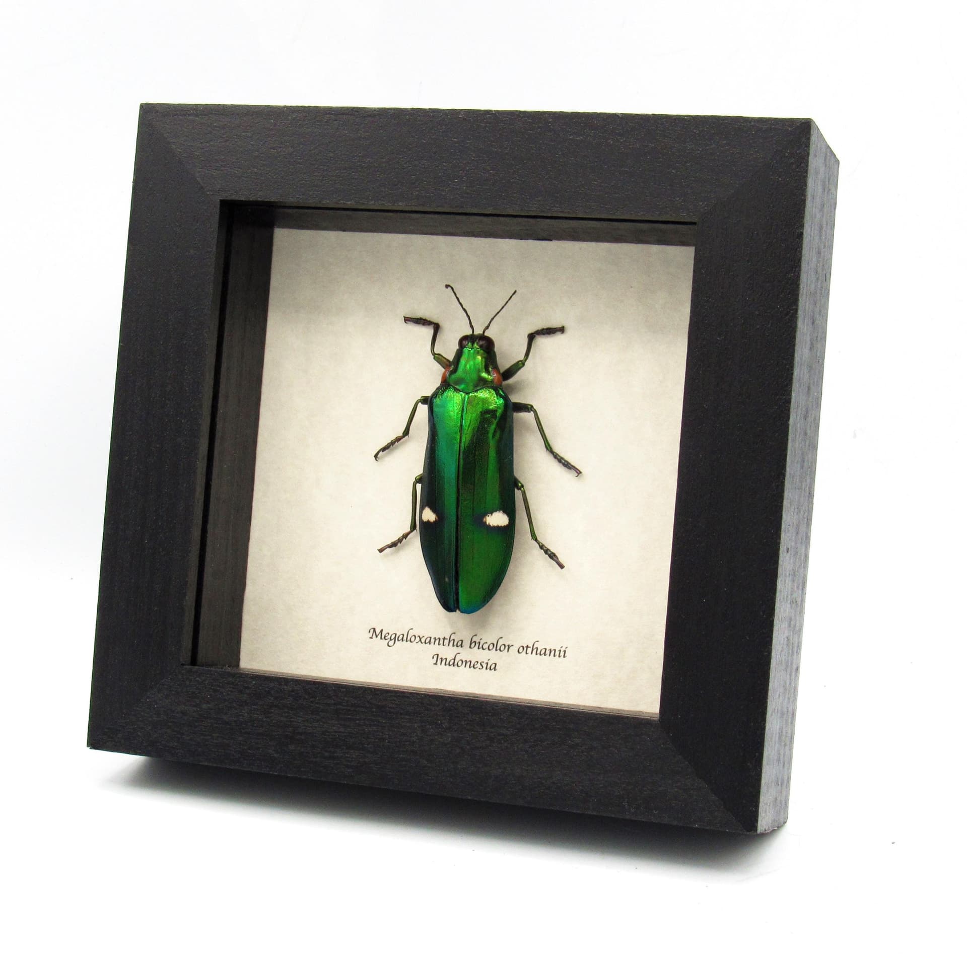 Real metallic green beetle framed taxidermy - Megaloxantha bicolor othanii