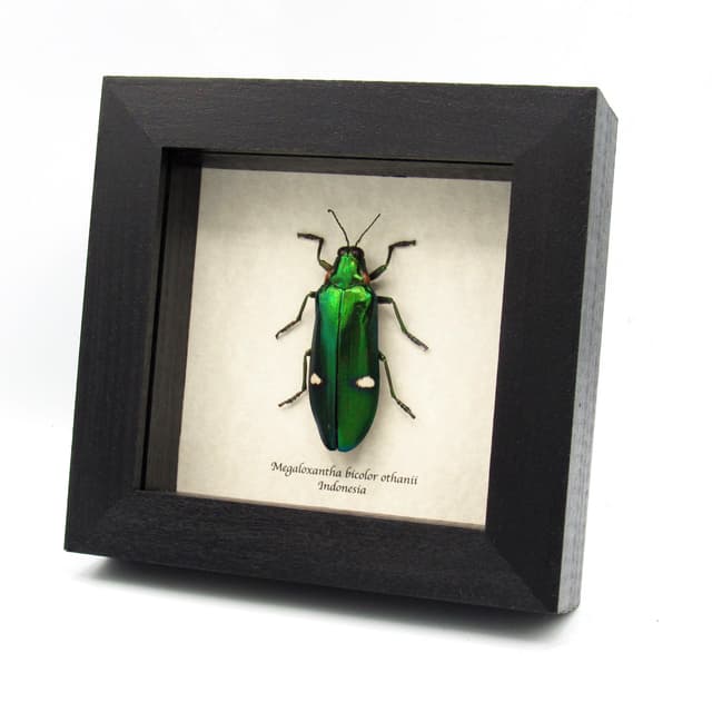 Real metallic green beetle framed taxidermy - Megaloxantha bicolor othanii