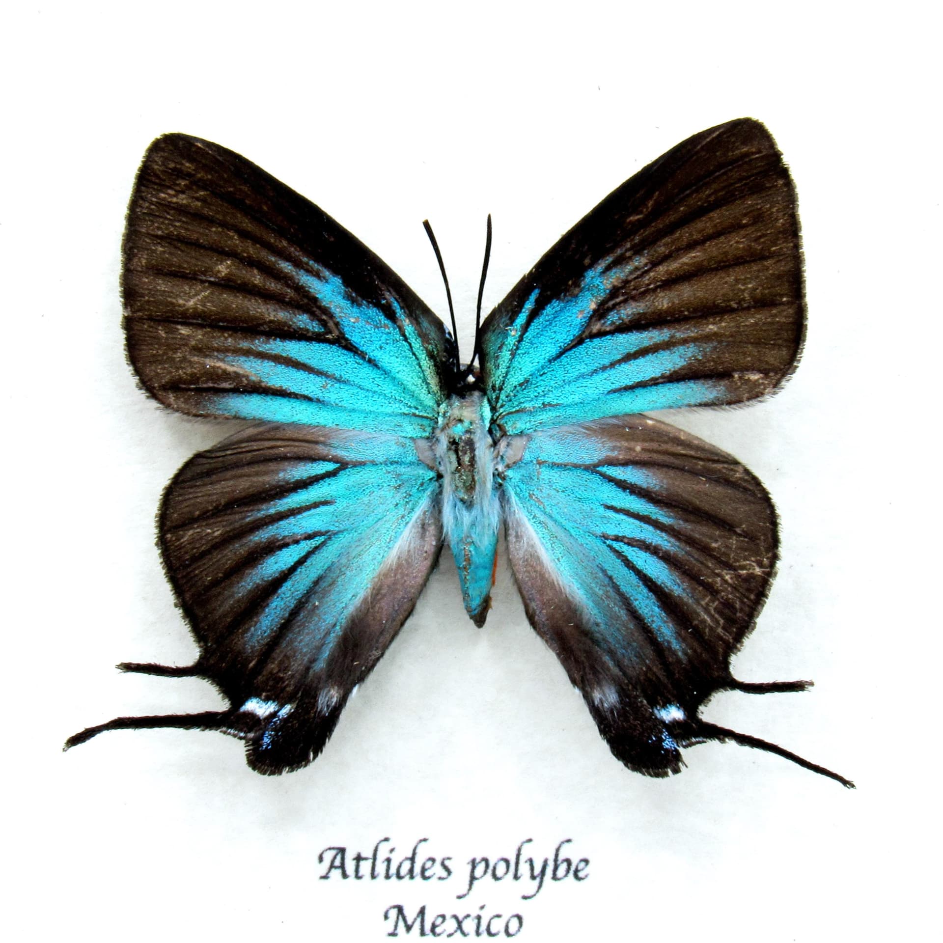 Rare blue Hairstreak butterfly framed taxidermy - Atlides polybe