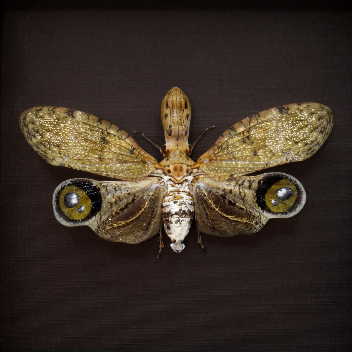 Very large Peanut Head Lanternfly - Fulgora laternaria - XL female