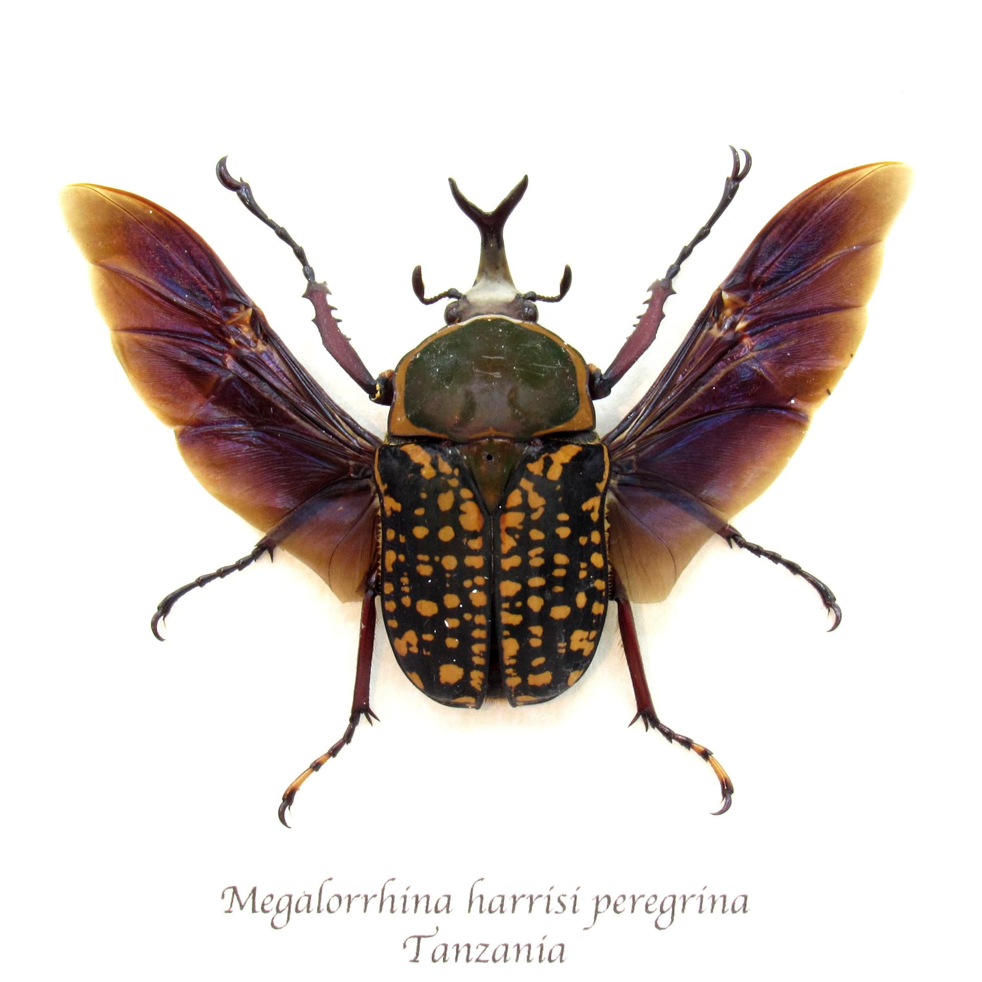 Real framed flower beetle taxidermy - Megalorrhina harrisi peregrina