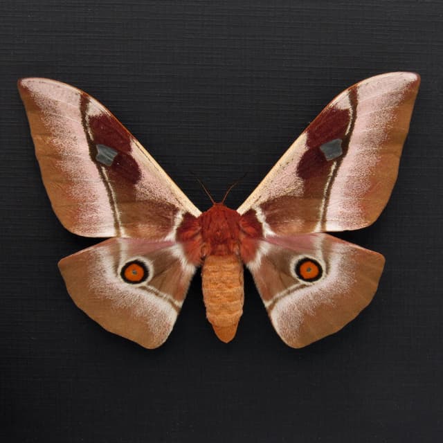 Real Pink African Emperor moth framed taxidermy - Bunaea alcinoe - female