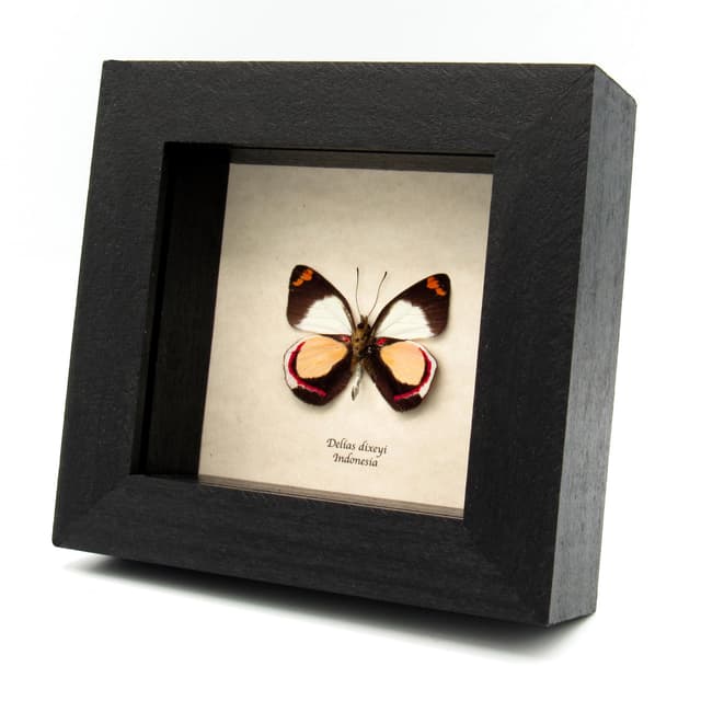 Real peach Delias butterfly framed taxidermy - Delias dixeyi