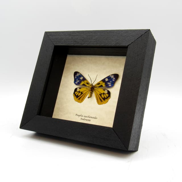 Rare yellow metallic Day Moth framed taxidermy - Psaphis euschemoides