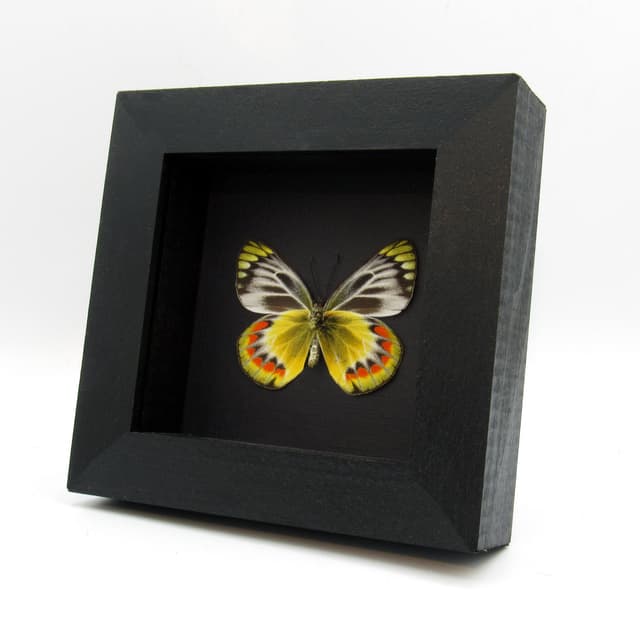 Rare yellow Delias butterfly framed taxidermy - Delias sambawana - female
