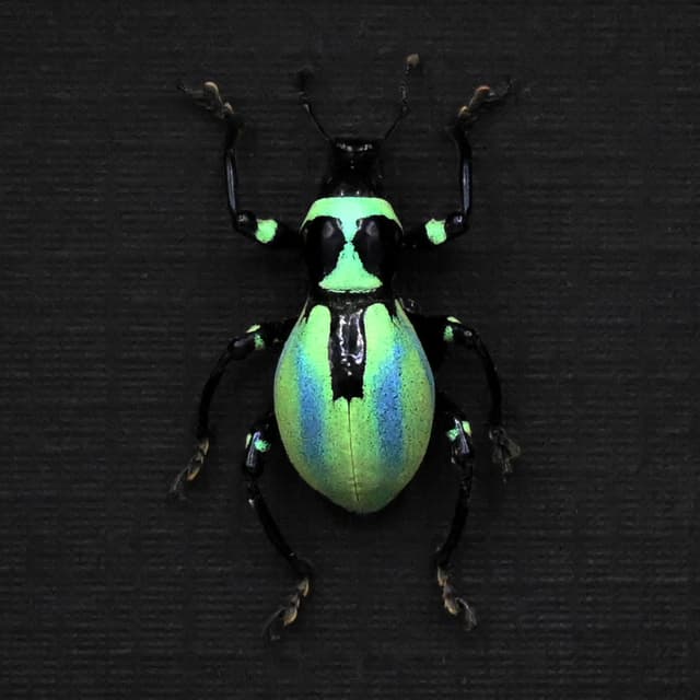 Very rare real weevil beetle framed specimen - Pachyrhynchus coeruleus - striped form