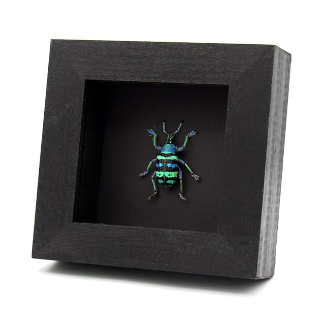 Real metallic weevil framed taxidermy - Eupholus magnificus - rare color form - XL