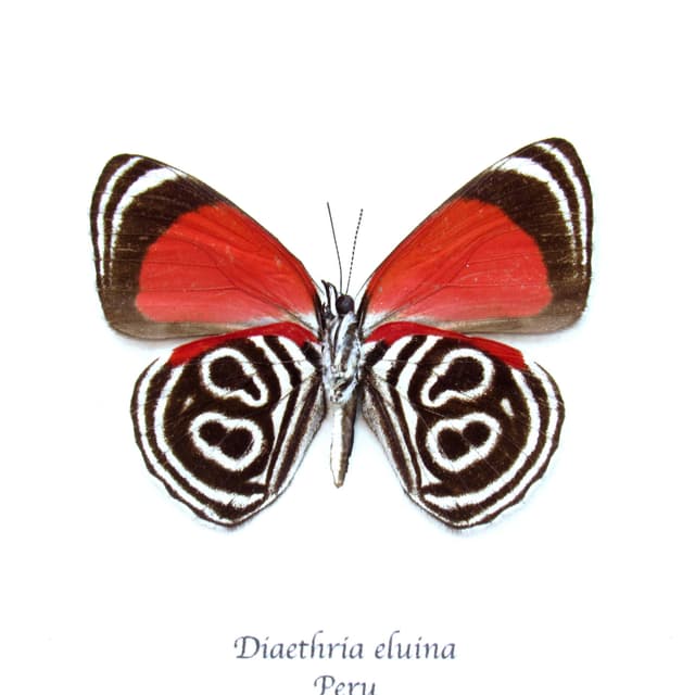 Real Eluina Eighty-eight Butterfly framed taxidermy - Diaethria eluina