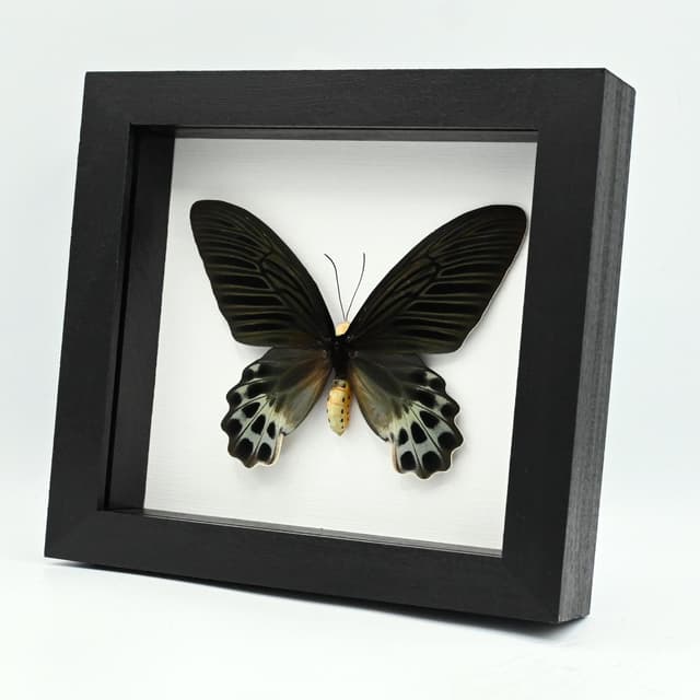 Rare Giant Swallowtail butterfly framed taxidermy - Atrophaneura sycorax egertoni - female