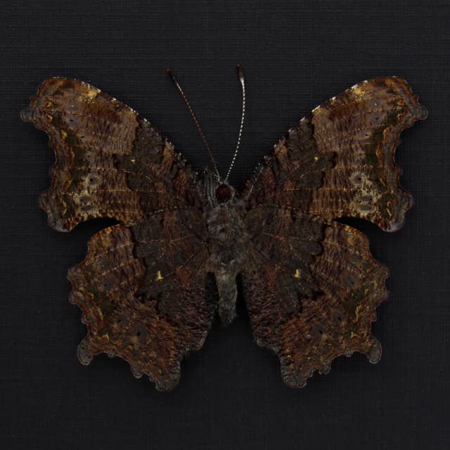 Real bark mimic Admiral butterfly framed taxidermy - Kaniska canace no-japonicum