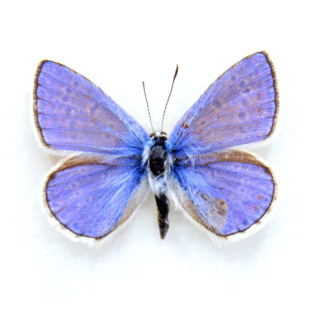 Real tiny purple butterfly framed taxidermy - Polyommatus icarus