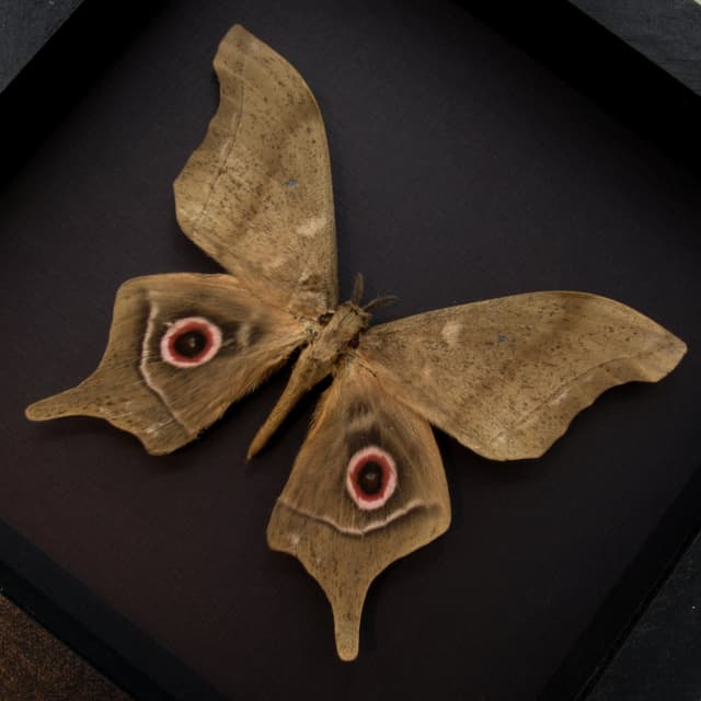 Real XL Saturn moth framed taxidermy - Imbrasia truncata