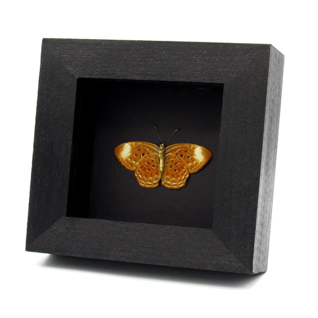Real Orange Harlequin butterfly framed taxidermy - Taxila haquinus - Victorian mount