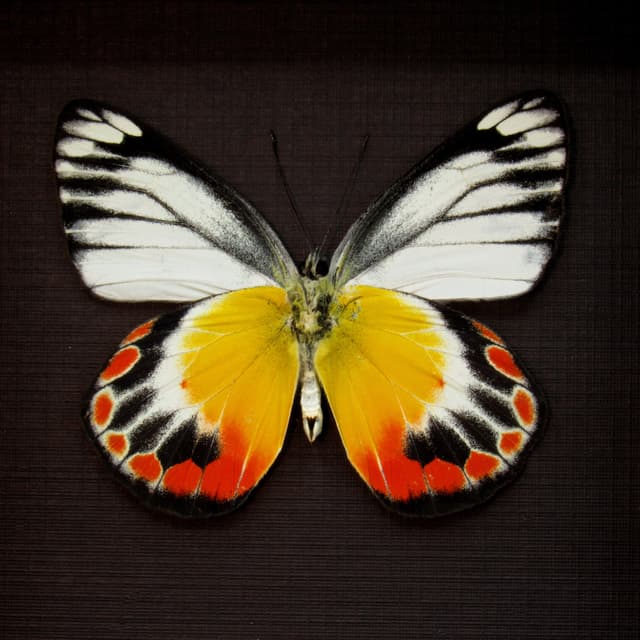 Real Delias butterfly framed taxidermy - Delias periboea