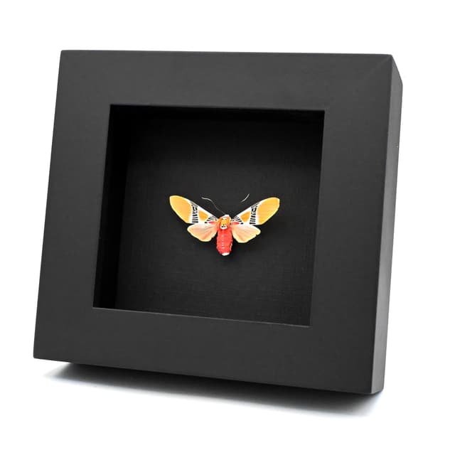 Rare Tiger Moth framed taxidermy - Idalus quadratus