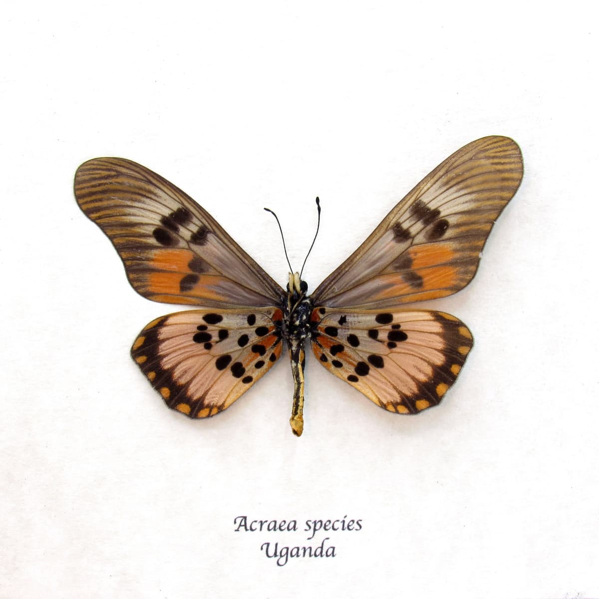 Real pink Acraea butterfly framed taxidermy -  Acraea species