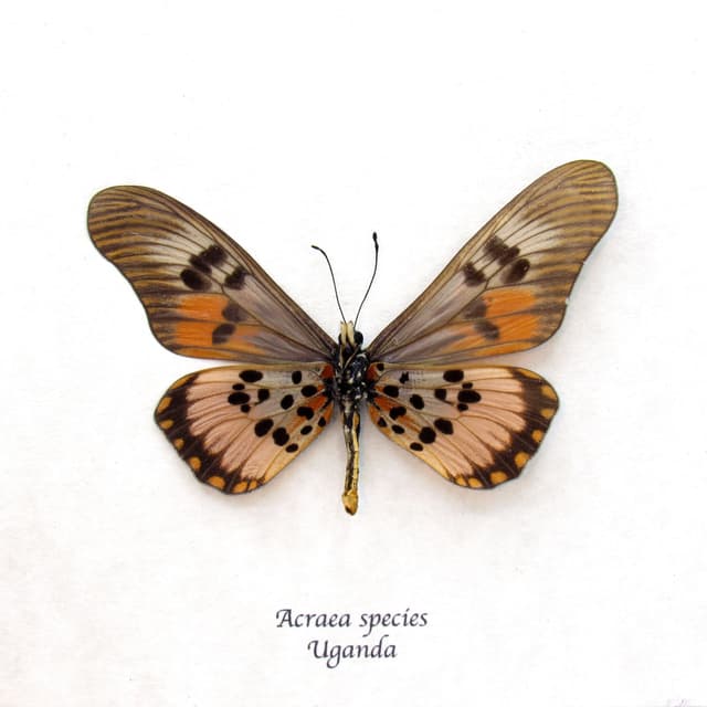 Real pink Acraea butterfly framed taxidermy -  Acraea species