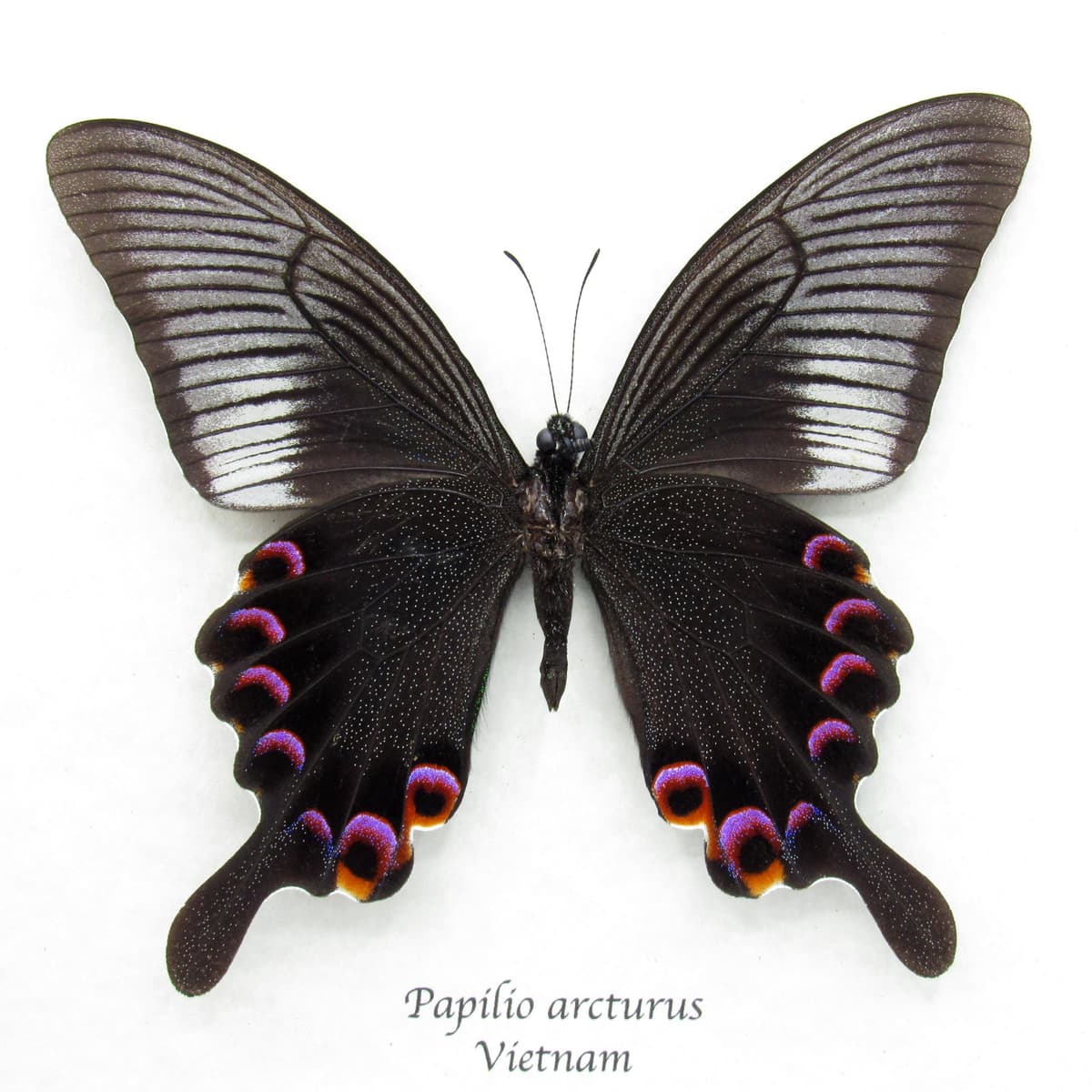 Large Black and Purple Peacock butterfly framed taxidermy - Papilio arcturus