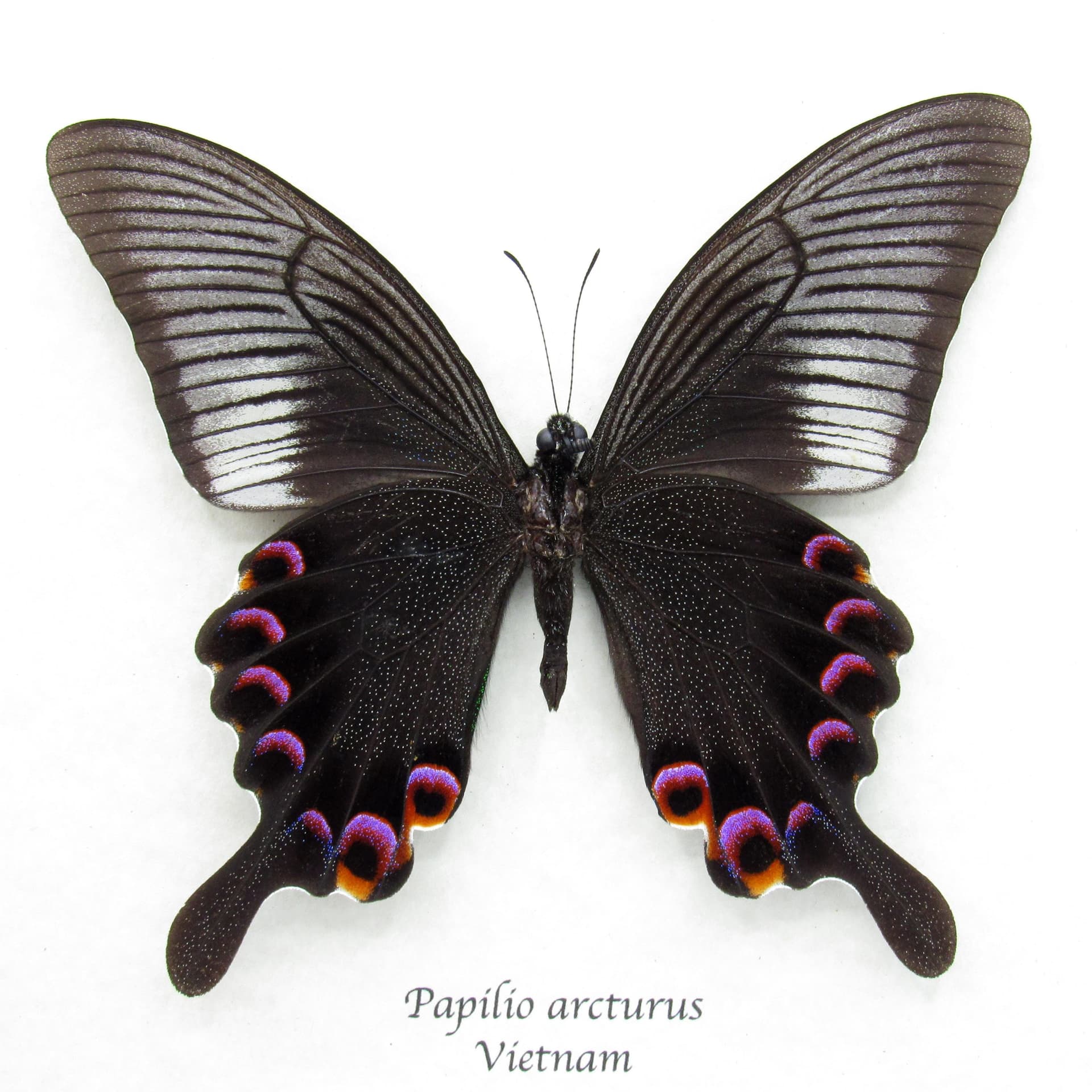 Large Black and Purple Peacock butterfly framed taxidermy - Papilio arcturus