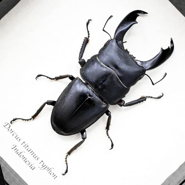Real Giant Stag beetle framed taxidermy - Dorcus titanus typhon - XL